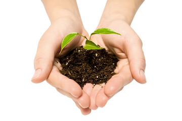 plant