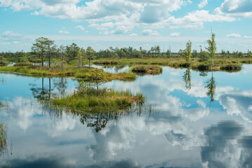 spring landscape in the swamp. small swamp lakes, moss