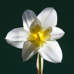 White narcissus flower with a yellow center on a black  background.
