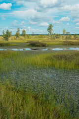 spring landscape in the swamp.