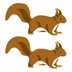 Red forest squirrel stands on four legs with raised tail isolated on white background vector