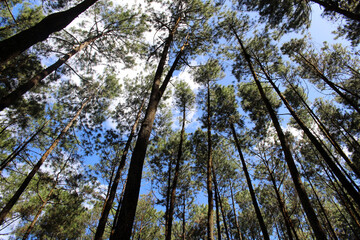 The blue sky and pine tree in Yogyakarta, Indonesia