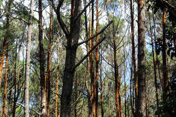 The pattern of pine tree in Yogyakarta Indonesia