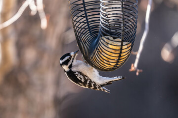 bird eating peanut
