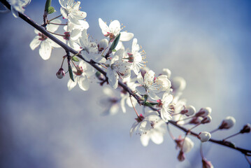 Cherry blossom branch in the garden in spring

