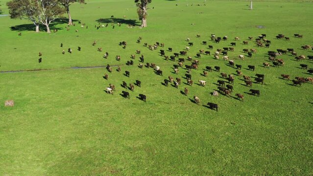 cows in the field, herd of cattle, mustering livestock animals on a farm with a drone
