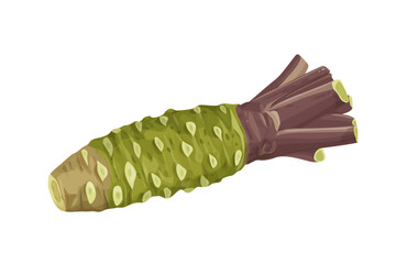 fresh wasabi root, raw wasabi for japanese foodWhole and half wasabi (Japanese horseradish) isolated on white background. vector illustration