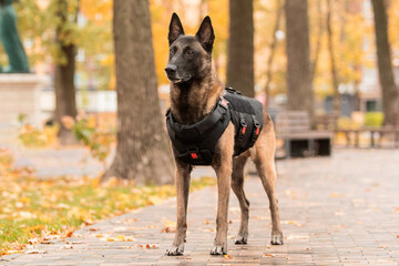 Dog armor. Dog in a bulletproof vest. Belgian Shepherd Malinois portrait outdoor.  Working dog....
