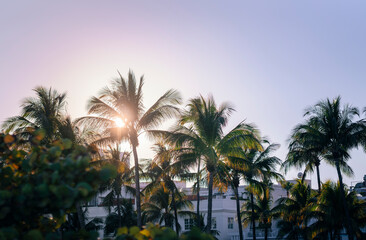 Fototapeta na wymiar palm trees in the evening Miami Beach 