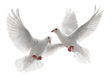 white dove isolated on transparent background - obrazy, fototapety, plakaty