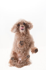 fluffy pet licks its muzzle,bottom view