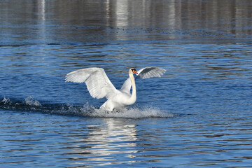 Mute Swan with wings stretched navigates a landing on lake