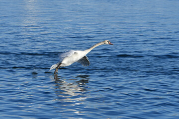 Mute Swan with wings dropped and outstretched touches downs on landing with its toes just making contact with the lake below