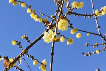 Wintersweet flowers. Calycanthaceae deciduuouus shrub. Yellow translucent fragrant flowers bloom slightly downward from January to February.