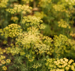 Fresh dill (Anethum graveolens) growing on the vegetable bed. Annual herb, family Apiaceae. Green plants in the garden, ecological agriculture for producing healthy food concept