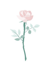 beautiful light pink rose vector isolate on white background