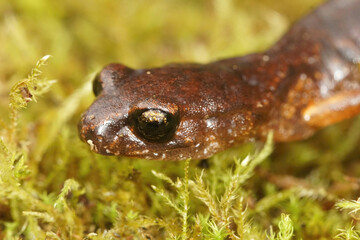 Natural closeup macro shot of an orange colored Northern Californian ensatina eschscholtzii salamander on green moss