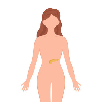 Pancreas organ with human silhouette. Female silhouette with Pancreas isolated on white background. Anatomy, medicine concept. vector illustration