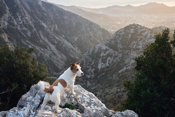 dog in the mountains. Jack Russell Terrier stands on a rock. Travel pet, hiking