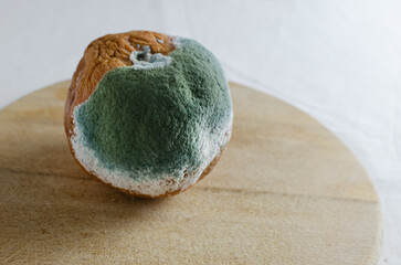 Moldy grapefruit on a wooden board on white background. Rotten fruits. Wasting food concept. Mildew...