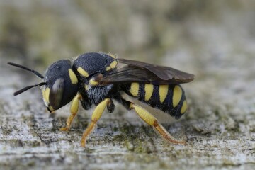 Closeup on a Mediterranean yellow striped female Black-tailed Smalwoodcarder bee, Pseudoanthidium melanurum