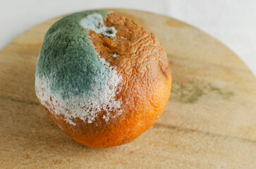Moldy grapefruit on a wooden board on white background. Rotten fruits. Wasting food concept. Mildew covered citrus fruit. Horizontal orientation. Selective focus.
