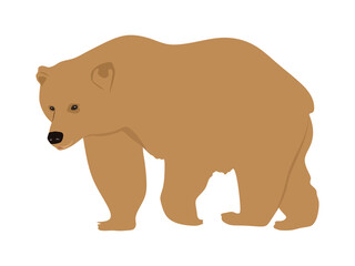 Bear flat illustration isolated on white background. Bear vector illustration