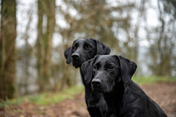 Two black labrador retrievers in a forest