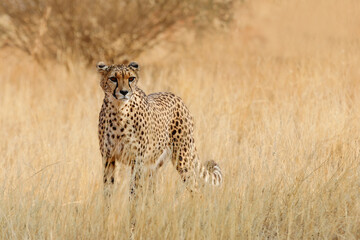 A leopard stands in the Kalahari desert. Namibia.A trip to Africa. African safari