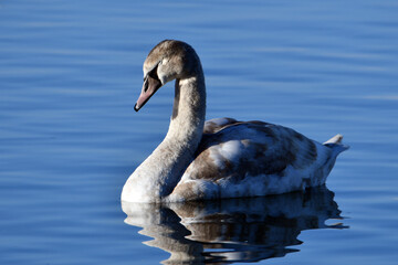 A juvenile Mute swan drifts along with its eyed closed appearing to be asleep