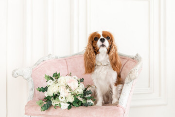 Cavalier King Charles Spaniel dog with bouquet of flowers. A dog with a bride's bouquet
