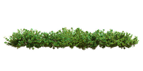 Obraz premium Green shrubs isolated on white background 