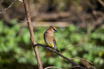 Cedar Waxwing Perched on a limb