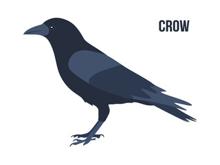 Fototapeta premium Black Raven or Crow bird in flat style. Crow isolated on white background. Crow or Raven bird in cartoon style, vector illustration