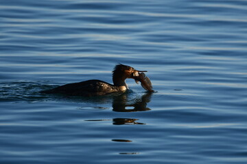 Female Red-breasted Merganser duck carries a fresh caught fish in its beak