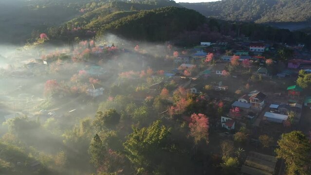 Aerial view of pink blossom Sakura flower or Prunus Cerasoides full bloom in Ban Rong Kla Village with the natural high area at Phu Lom Lo Mountain Loei, and Phitsanulok, Thailand.