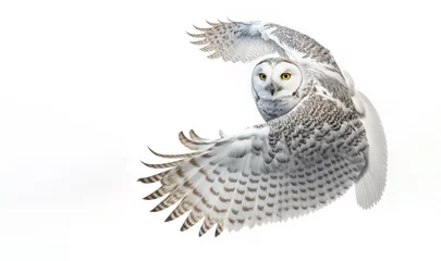 Foto op Plexiglas Uiltjes The snowy owl, white background, also known as the Polar, and the Arctic owl it is a large, white bird.  Female owl in flight on white background. Image was created with digital art 
