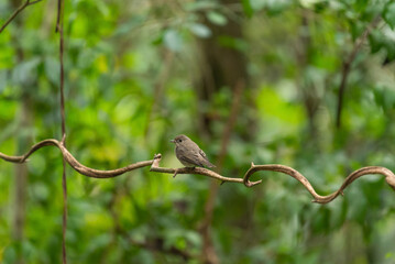 Asian Brown Flycatcher in forest