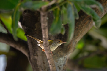 Dark Necked Tailorbird  stand on the branch of tree,