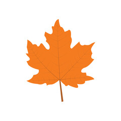 Autumn maple leaf vector art.