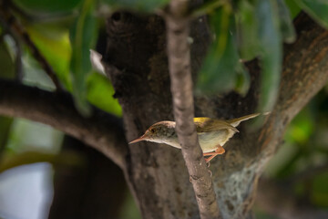 Dark Necked Tailorbird  stand on the branch of tree