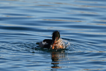 Fototapeta premium A male Red-breasted Merganser duck fights with a fresh caught fish