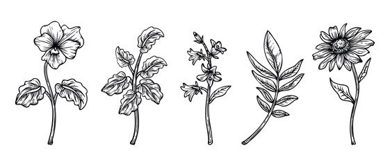 Collection of hand drawn line art flowers and leaves illustration isolated on white background