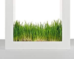 Fresh green plant sprouts for vegetarian cooking, growing micro greens and raw food at home, healthy living concept