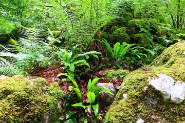 Obraz premium View in a forest just next to the gorges of Pont-du-Diable are gorges crossed by the Dranse de Morzine in the Chablais massif in Haute-Savoie