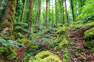 View in a forest just next to the gorges of Pont-du-Diable are gorges crossed by the Dranse de Morzine in the Chablais massif in Haute-Savoie