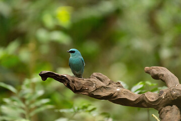 Verditer Flycatcher bird in the rain forest