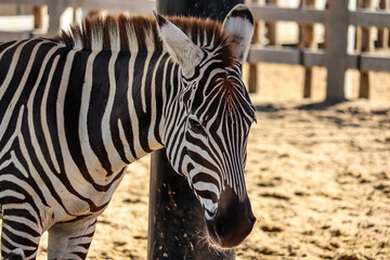 Naklejka premium Zebra in south african wildlife reserve. profile head portrait
