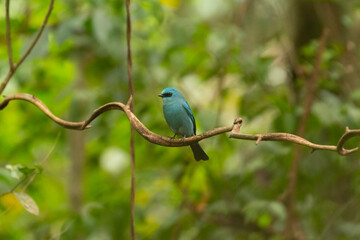 Verditer Flycatcher bird in the rain forest