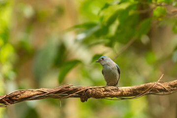 Verditer Flycatcher bird in the rain forest
